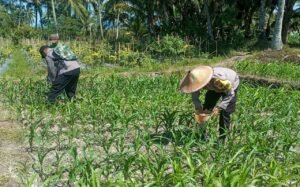 Polres Lumajang Terjunkan Personel Penggerak Ketahanan Pangan Dampingi Warga Tani